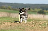 ALASKAN MALAMUTE 018